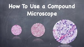 How To Use a Compound Microscope [upl. by Eyla535]