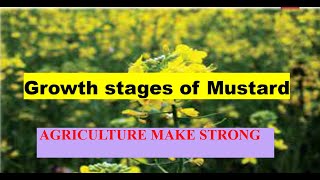 Growth stages of Mustard  germination to the harvest of mustardAGRICulturemakestrong [upl. by Yunfei]