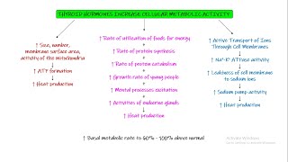 Physiological functions of Thyroid Hormone Chapter 77 part 4 Guyton and Hall Physiology [upl. by Hsak]