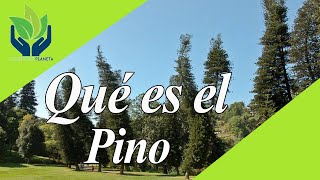 Pino todo sobre este Árbol increíble [upl. by Peery]