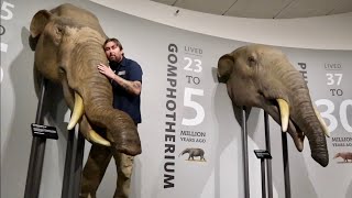 Inside The NEW Mammoths amp Mastodons Exhibit at La Brea Tar Pits  Interactive Museum In Los Angeles [upl. by Aehsa147]