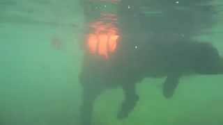 Rasta Newfoundland dog underwater view [upl. by Aremus]