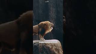 How powerful is a lions roar [upl. by Wylde]