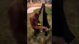 Orangutany powinny płacić podatki🤣🙉 [upl. by Atiuqam]