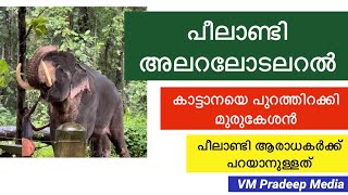 Peelandi സിംഹ ഗർജ്ജനം മുരുകേശനെ കുറിച്ച് ആരാധകർ Elephant story VM Pradeep Media Kerala Elephant [upl. by Ahseki]