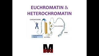 EUCHROMATIN amp HETEROCHROMATIN [upl. by Yevre]