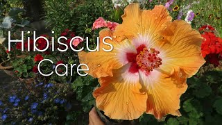 Hibiscus Flower  Hibiscus Plant Care  How to Grow Hibiscus [upl. by Marozik]