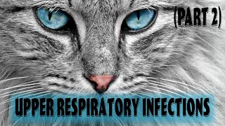 Part 2 Feline Upper Respiratory Infection  Feline Calicivirus  Feline Rhinotracheitis virus [upl. by Bloomer712]