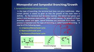 Monopodial and sympodial growth [upl. by Helaine]