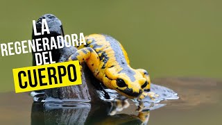 La Salamandra Y Su Increíble Forma De Regenerar Su Cuerpo [upl. by Stephenie236]