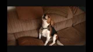 Fred The Beagle Howling [upl. by Najram]