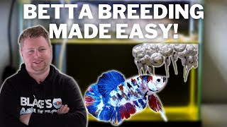 EASY How to Breed Bettas Step by Step [upl. by Imot162]