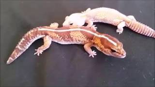 African Fat Tail Geckos [upl. by Eitteb]