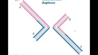 Week 6 video 5 homologous recombination at the molecular level [upl. by Hook233]