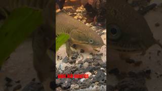 WOULD YOU WANT A SENEGAL BICHIR IN YOUR AQUARIUM aquarium fishaquarium fishkeeping aquariumfish [upl. by Cathy]