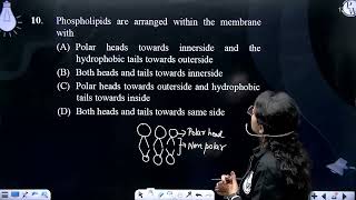 Phospholipids are arranged within the membrane with [upl. by Adnamal]