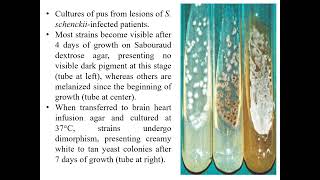 Sporotrichosis I Sporothrix schenckii I Medical mycology Medical mycosis I [upl. by Ttegirb770]