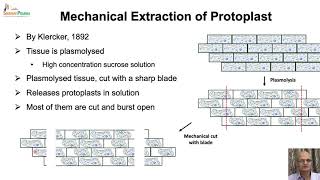 Protoplast Culture amp Application [upl. by Ayimat]