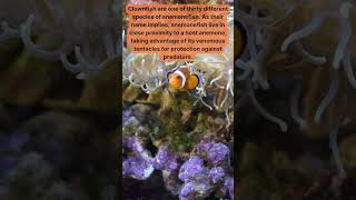 Clownfish and Anemones Nature’s Perfect Partnership Revealed [upl. by Marvella]