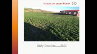 Grazing Cover Crops and Benefits for Livestock Operations  Craig Lang [upl. by Kerstin]