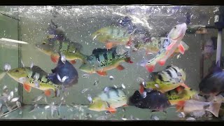 Peacock bass Feeding fish｜眼點麗魚｜金老虎｜皇冠三間餵食小羅漢魚 [upl. by Thane]