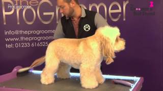 How to groom a Cockapoo  Teddybear Trim  Grooming Guide  Pro Groomer [upl. by Bella]