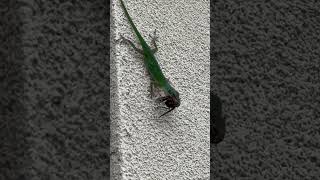 Green anole [upl. by Eatnohs]