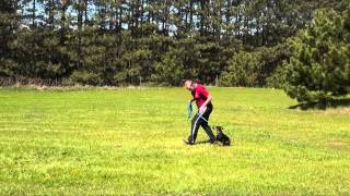 Winston Manchester Terrier Obedience Training demonstrations [upl. by Aryaz274]