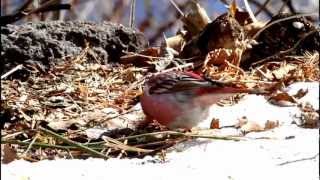 オオマシコ Carpodacus roseus [upl. by Telocin]