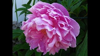 PART 1 Painting a Pink Peony  The Beginning [upl. by Charity]