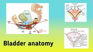 Anatomy of the Urinary Bladder  Location Relations Blood Supply and Nerve Supply [upl. by Moira650]