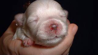 CUTE PUPPIES 2 Weeks Old Twitching and Eating Solid Food [upl. by Rofotsirk767]