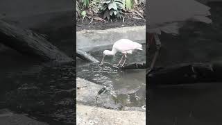 Parc Zoologique de Paris  Paris Zoological Park  Summer Session  S9 11 🦁 short5 [upl. by Friederike]