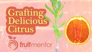 Grafting Citrus [upl. by Idnat]