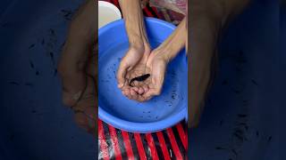 MOLLY FISH 🐟 GIVING BIRTH mollyfish mollybaby molly petsvlog petfish aquarium guppy pets [upl. by Ynhoj]