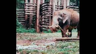 peelandi kerala elephant 9 kills കാടിനെ വിറപ്പിച്ച് കൊലവിച്ച് നടന്നൻ ഇപ്പോൾ നല്ലൊരു ആന ആയി [upl. by Magna596]