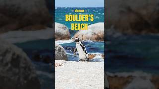 Pinguine beim Boulder‘s Beach 😍 südafrika kapstadt weltreise [upl. by Attesoj]