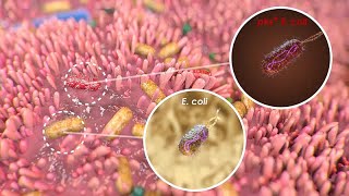 Mutational Signature in Colorectal Cancer caused by Genotoxic pks E coli [upl. by Eolande881]