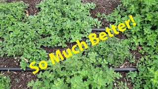 Freeze Drying Oregano And Thyme Herbs [upl. by Anauqahc795]