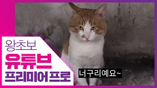 👍 가장 많이 쓰는 반응형 자막바 만들기 왕초보 유튜브 프리미어 프로 [upl. by Avilo]