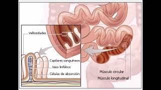 Generalidades de Cryptosporidium [upl. by Yauq]