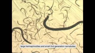 Biocontrol with nematodes  Life Cycle of nematodes [upl. by Eelram]