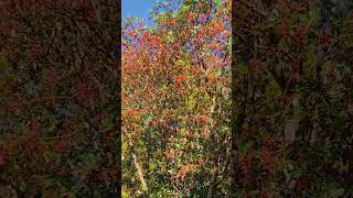 Cedar waxwing flock enjoying madrone berries birdwatching [upl. by Enrique]