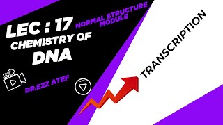 Biochemistry  1st year  17 Transcription [upl. by Gona]