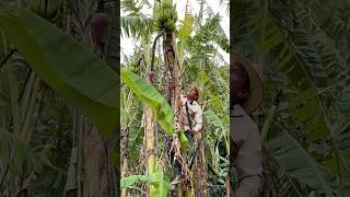 Así cosechó los guineos sedas en la huerta agriculture cosecha guineo campo [upl. by Llenroc35]