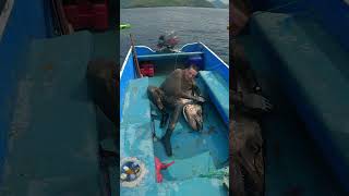 Spearing Seals vs Spearing Fish [upl. by Ettevol]