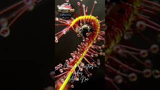 Planta Carnivora Drosera [upl. by Waterman]