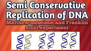 DNA Replication is Semi Conservative Messelson and Stahl experiment [upl. by Hax]