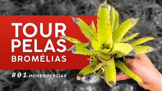 TOUR PELAS MINHAS BROMÉLIAS 01  GÊNERO HOHENBERGIA [upl. by Decima]