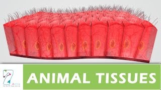 ANIMAL TISSUES  PART 01 [upl. by Irita]